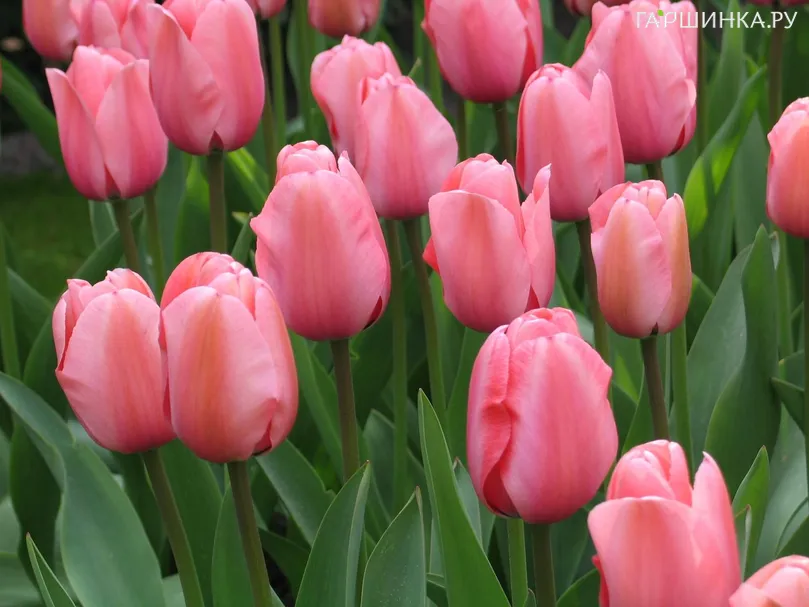 Тюльпан Ван Эйк Дарвина 5шт