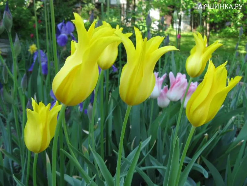 Тюльпан Вест Поинт лилиецветный 5шт.