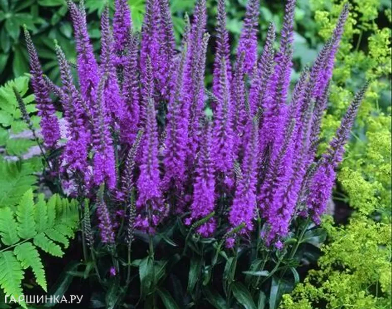 Вероника Эвелине