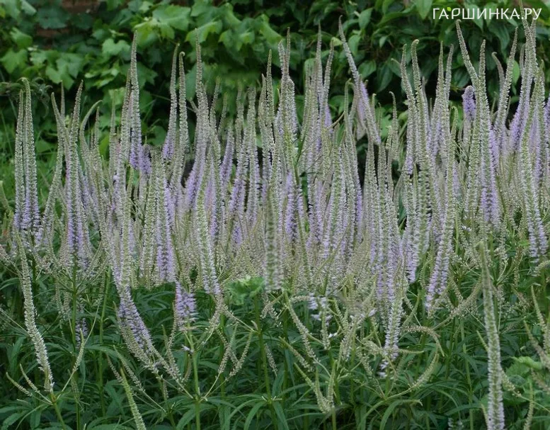 Вероникаструм Лавенделтурм