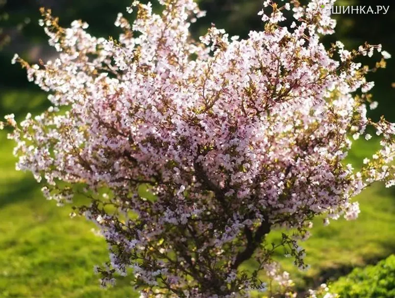 Вишня вырезанная Коджо-Но-Маи