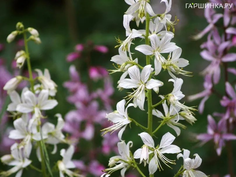 Ясенец белый