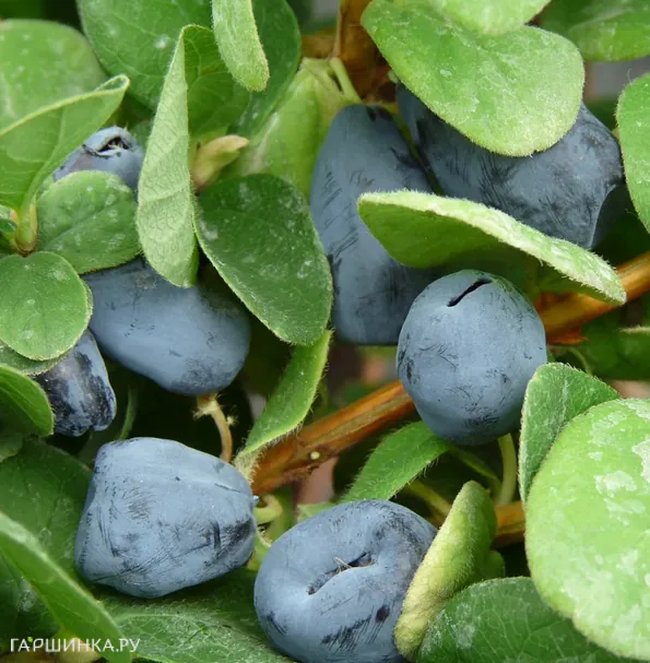 Жимолость Дуэт