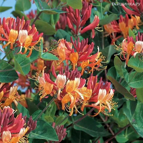 Жимолость Гекрота