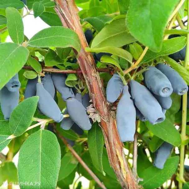 Жимолость Кувшиновидная