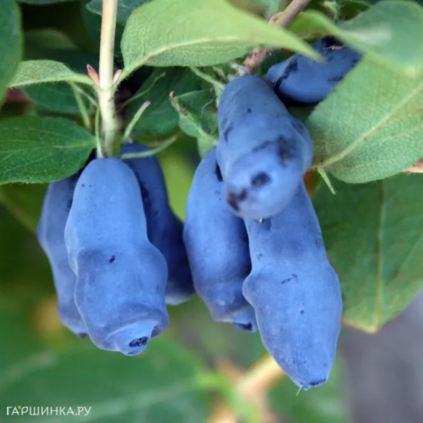 Жимолость Соловей