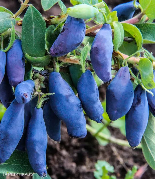 Жимолость Восторг