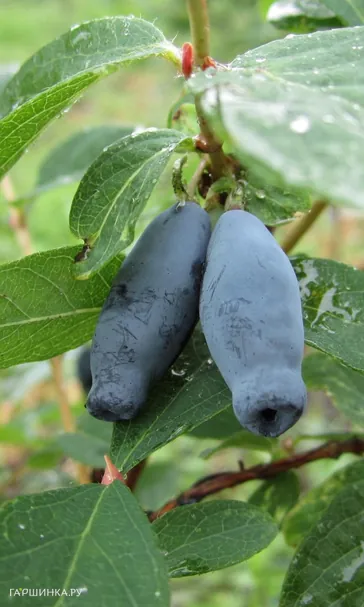 Жимолость Зойка