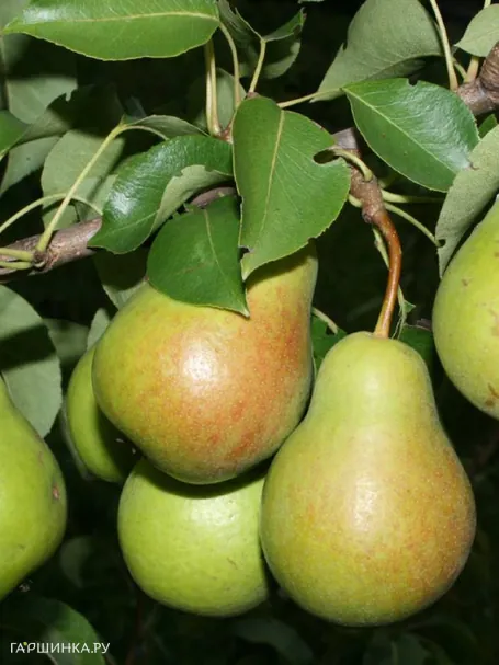 Груша Чижовская