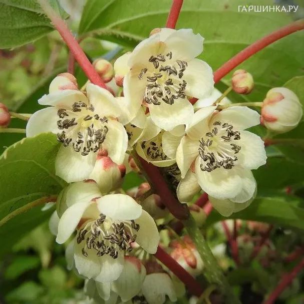 Актинидия (мини киви) Вейки