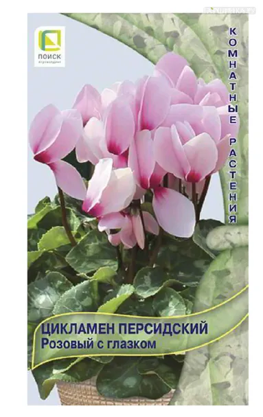 Цикламен Розовый с глазком 2 персидский, Семена Поиск