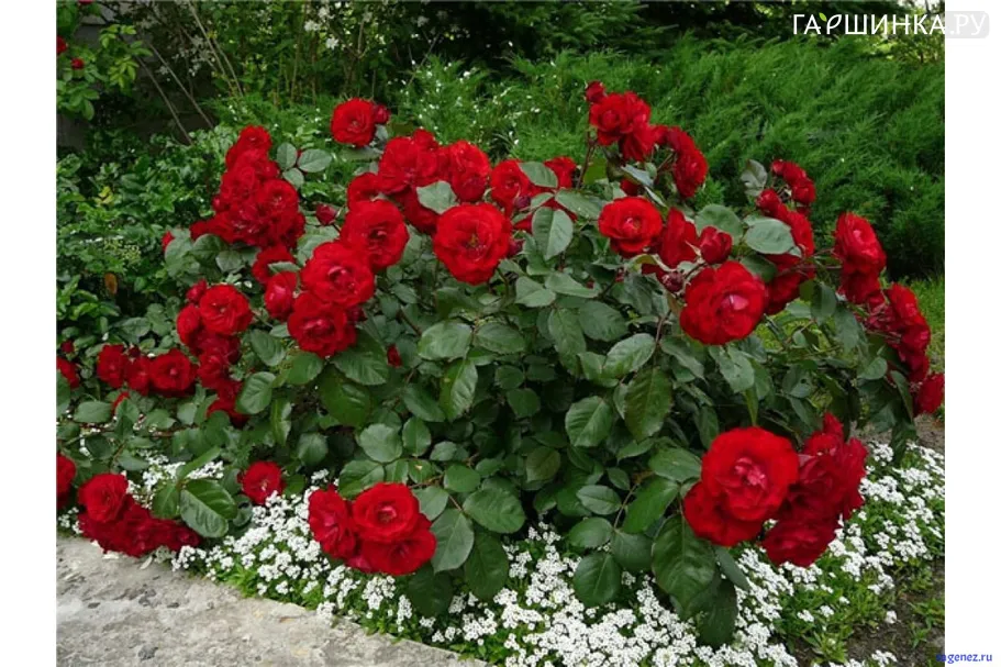 Роза Оранж Лаваглут