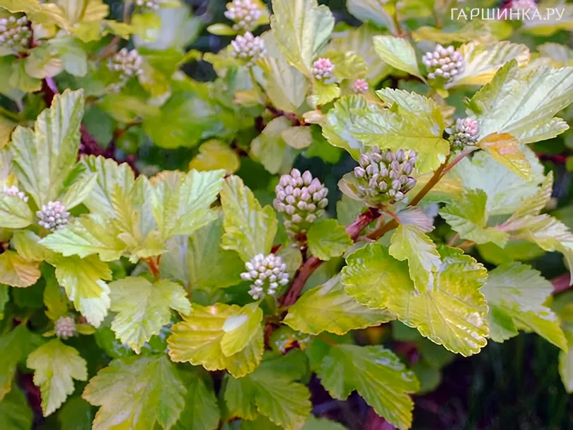 Пузыреплодник Литл Грини