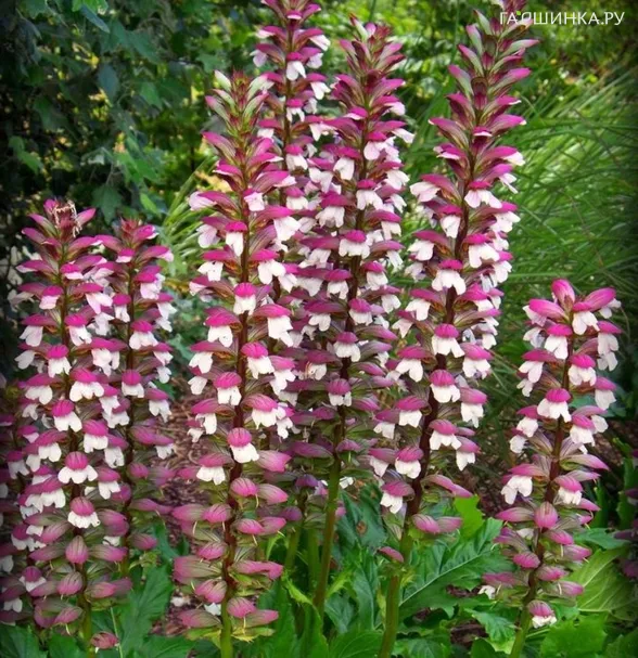 Акант колючий