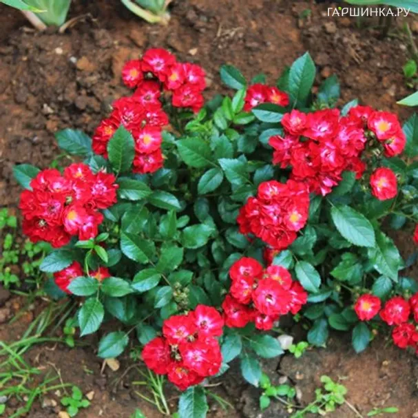 Роза Иониум почвопокровная