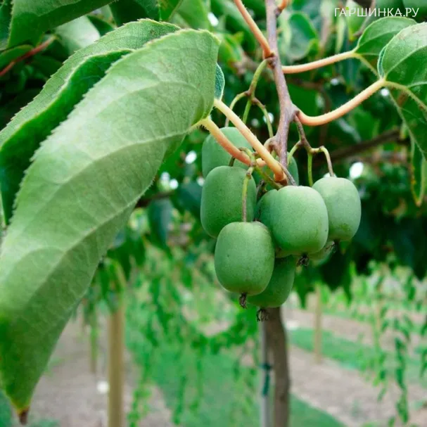 Актинидия Аргута Думбартон Оукс (женский сорт)