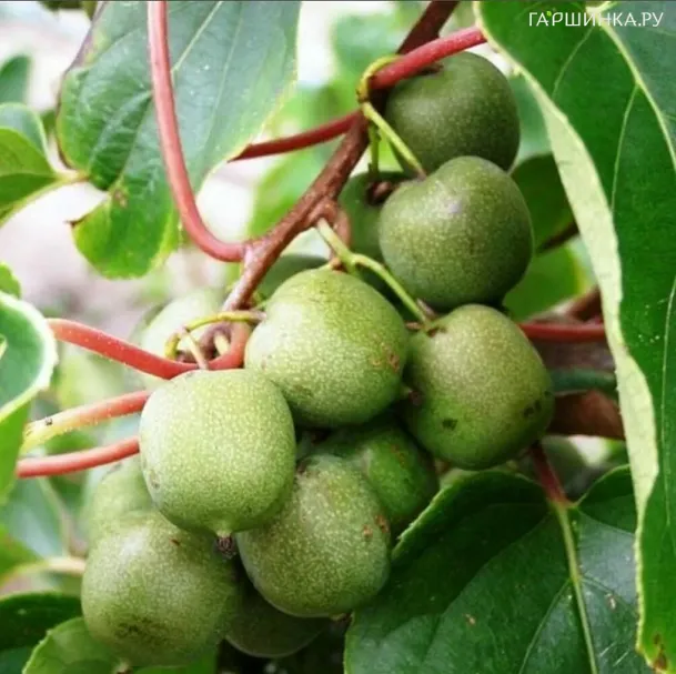 Актинидия Аргута Женева (женский сорт)