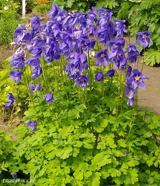 Аквилегия Альпина (Водосбор альпийский)