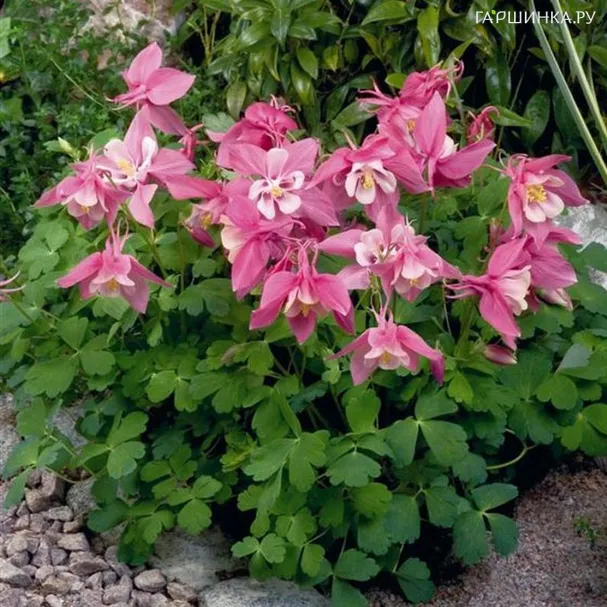 Аквилегия Роуз энд Вайт вееровидная