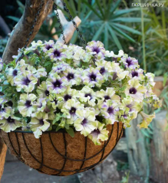 Петуния Амазонас Плам Кокату