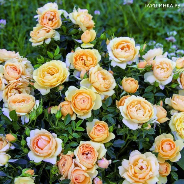 Роза Амбер Ковер