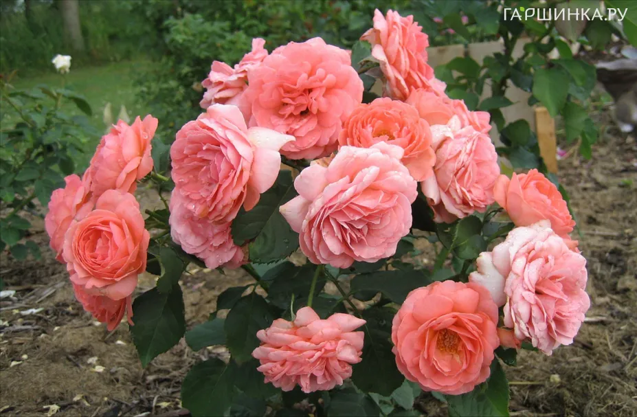 Роза Амелия Ренессанс шраб