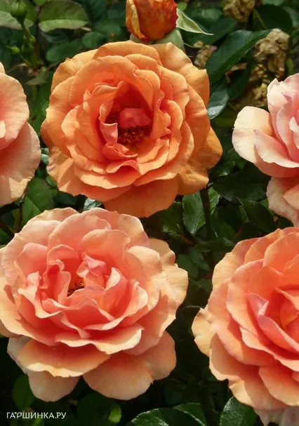 Роза Ашрам чайно-гибридная, Тантау (лиц)