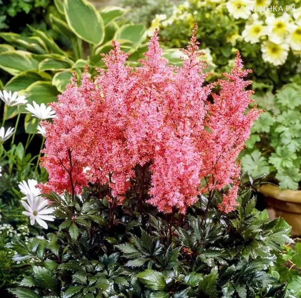 Астильба Арендса Лоллипоп