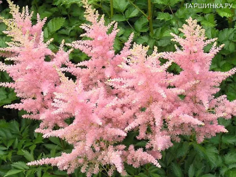 Астильба Арендса Элизабет Блум