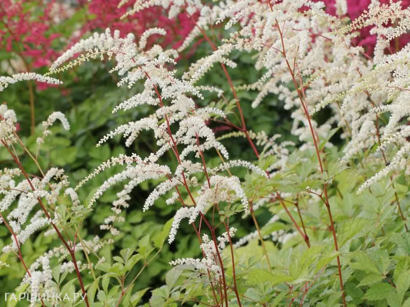 Астильба Тунберга Профессор ван ден Вилен