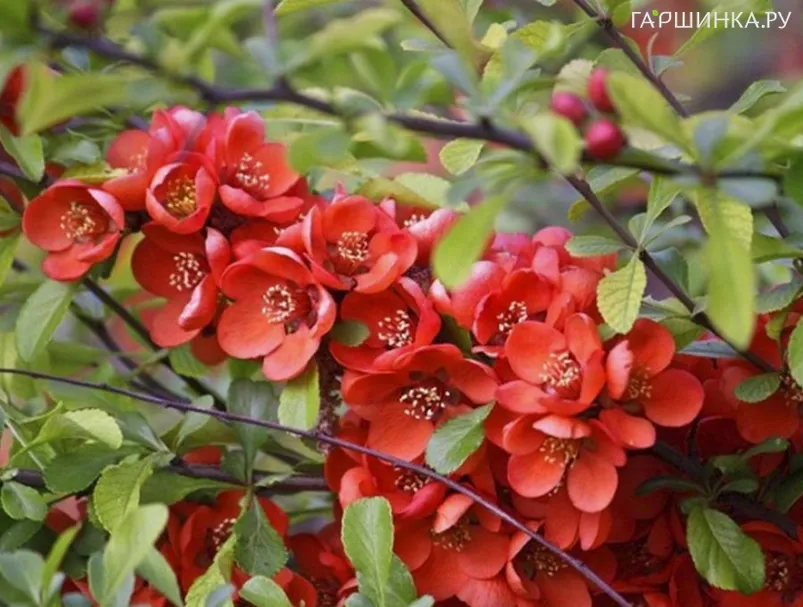 Айва (Хеномелес) Ред Трейл