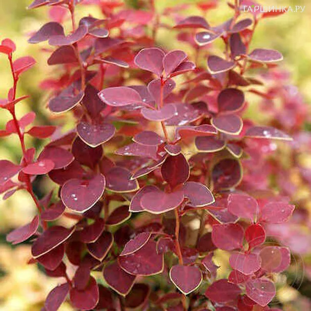 Барбарис тунберга Чикита