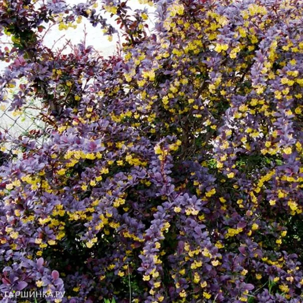 Барбарис Суперба оттавский