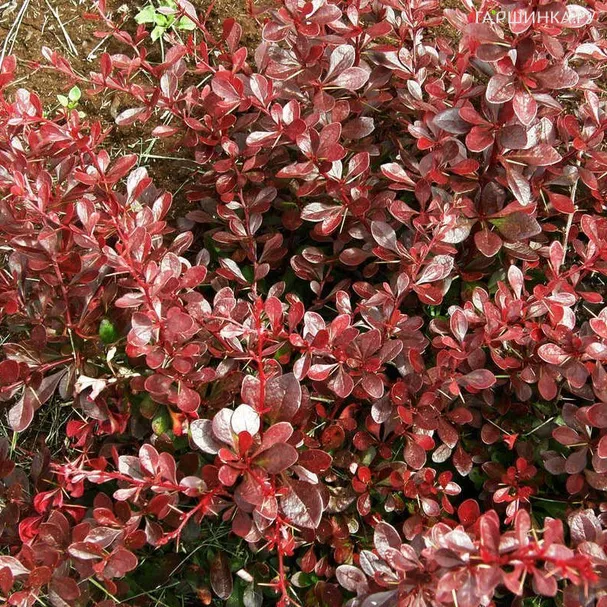 Барбарис Тунберга Кармен