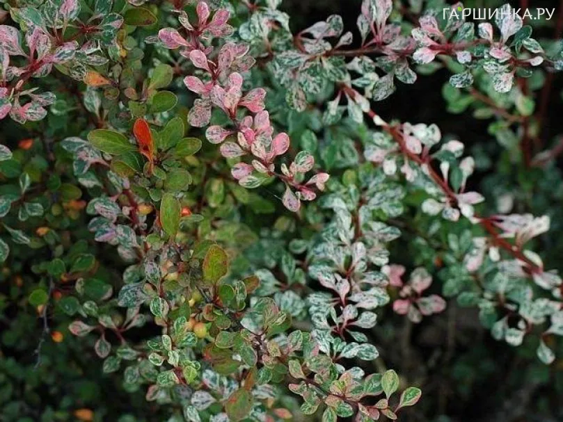 Барбарис Тунберга Старберст