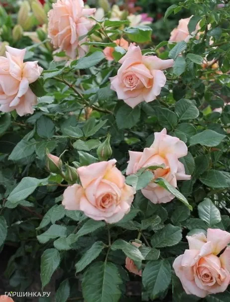 Роза Барок плетистая, Тантау (лиц)