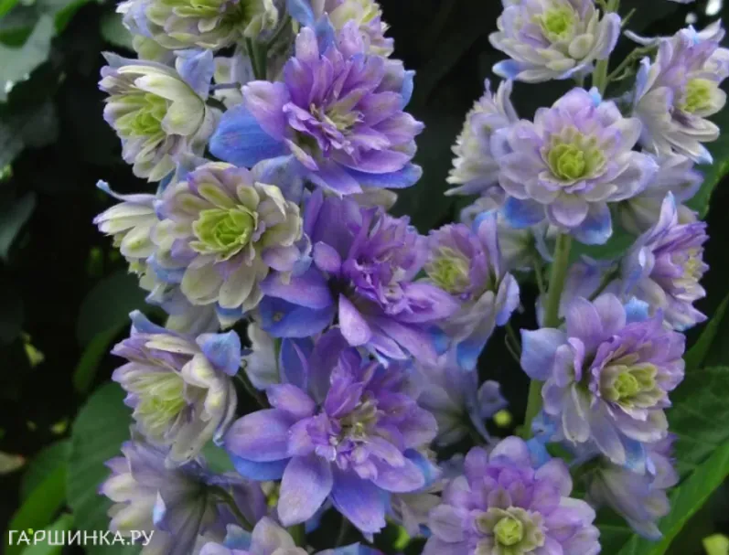 Дельфиниум Блюберри Пай (Черничный пирог)