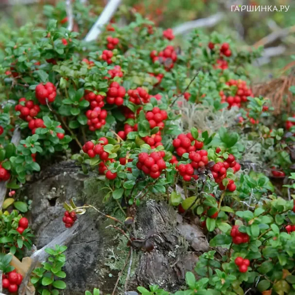 Брусника Ред Перл
