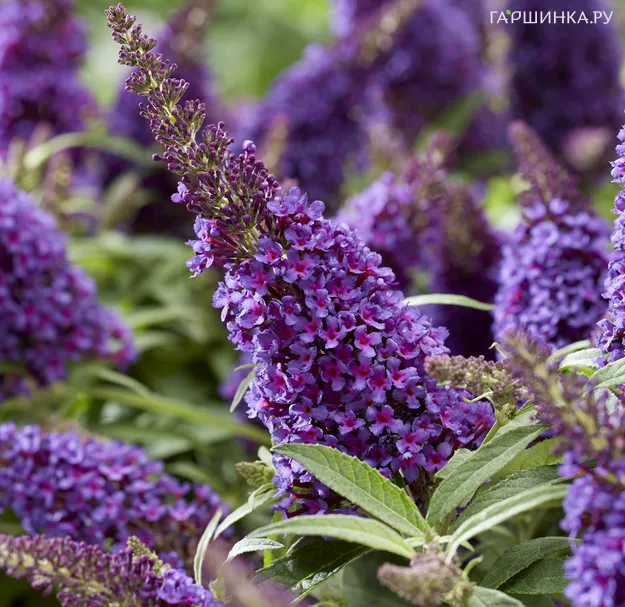 Буддлея Давида Батерфляй Канди Литл Лила