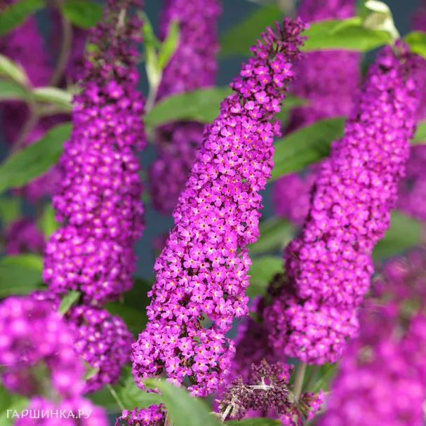 Буддлея Давида Роял Ред