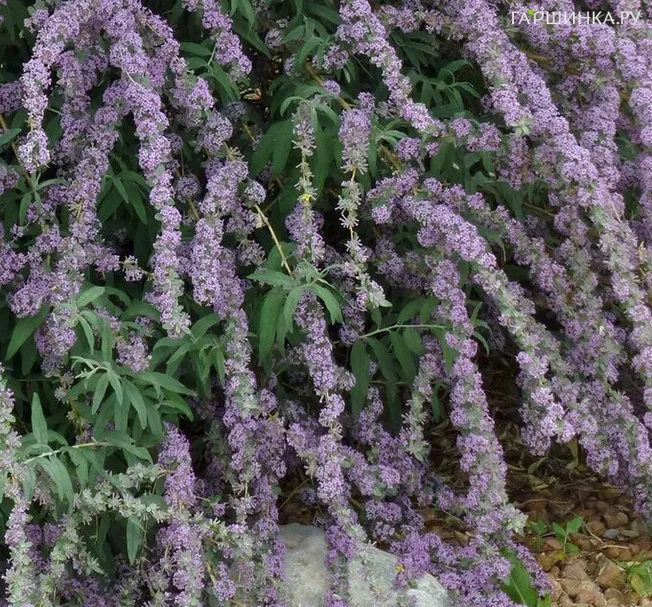 Буддлея очереднолистная Юник