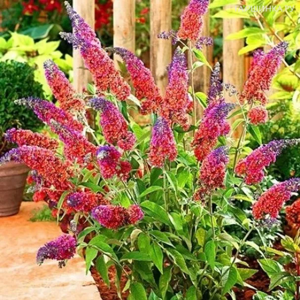 Буддлея Вейера Флауэр Пауэр