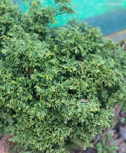 Кипарисовик Мариеси тупой