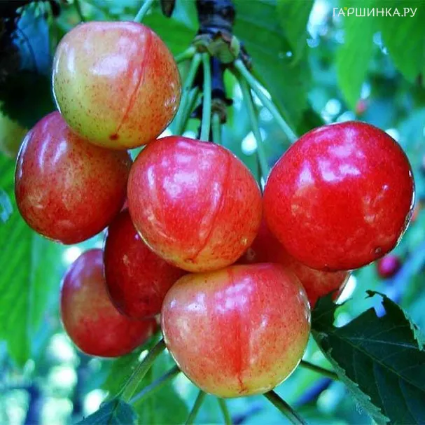Черешня Брянская розовая