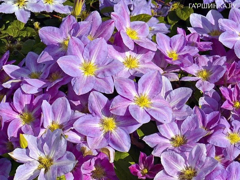 Клематис Чейндж оф Харт (3)