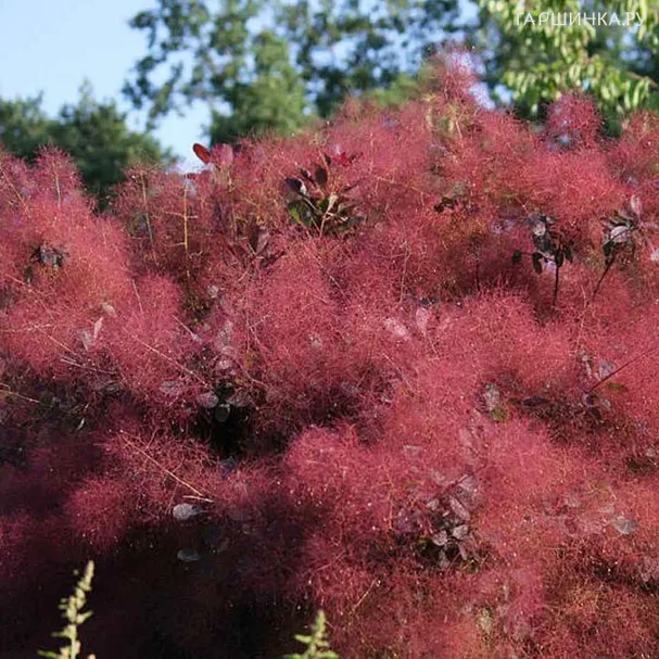 Скумпия кожевенная Мэджикал Ред Фонтан