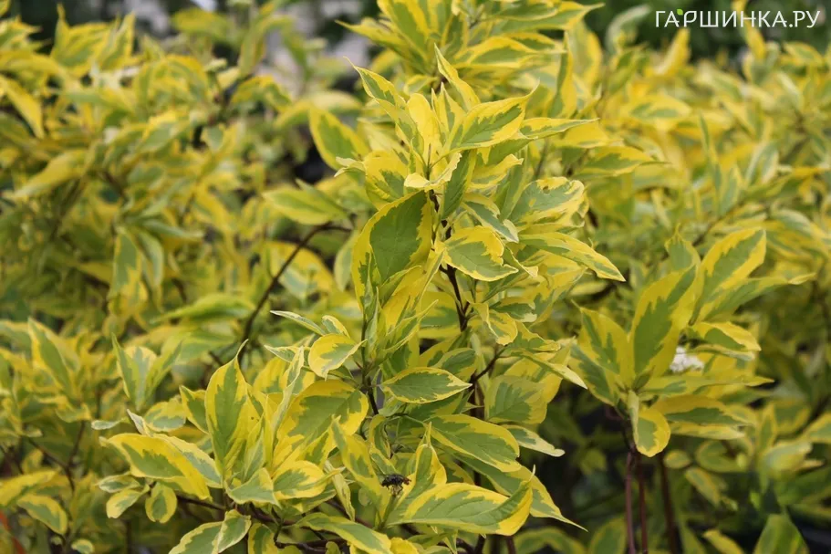 Дерен Крим Крекер белый