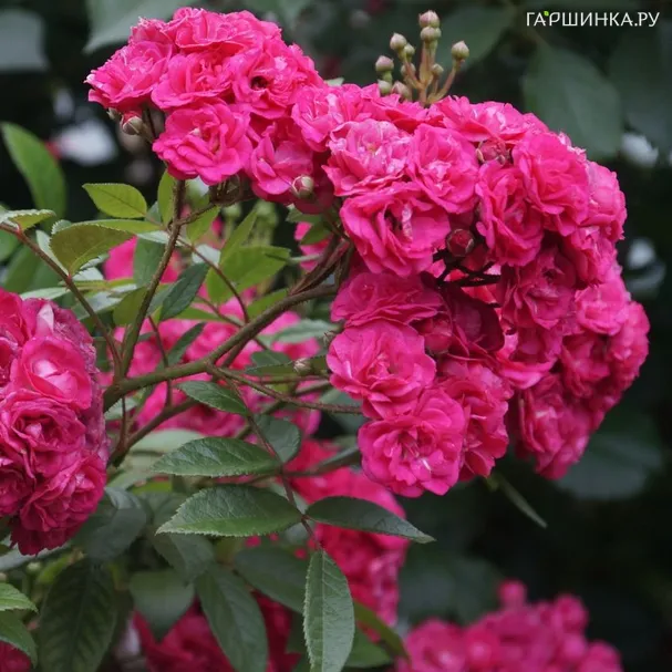 Роза Динки мускусная, Ленс (лиц)