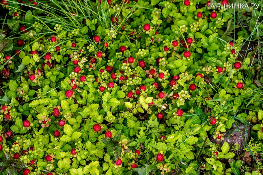 Дюшенея (лапчатка индийская)