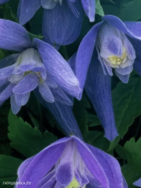 Клематис (Княжик) Джиска полумахровый синий (1)